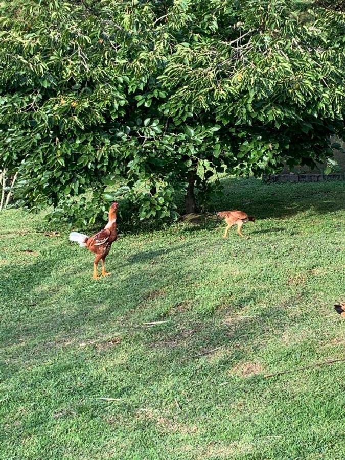 Recanto Da Natureza, Chale ゴンサウヴェス エクステリア 写真